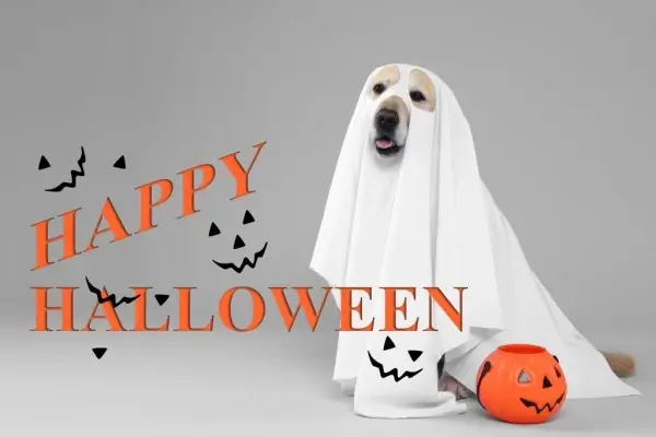 Happy Halloween from Fort Orange Funding, LLC